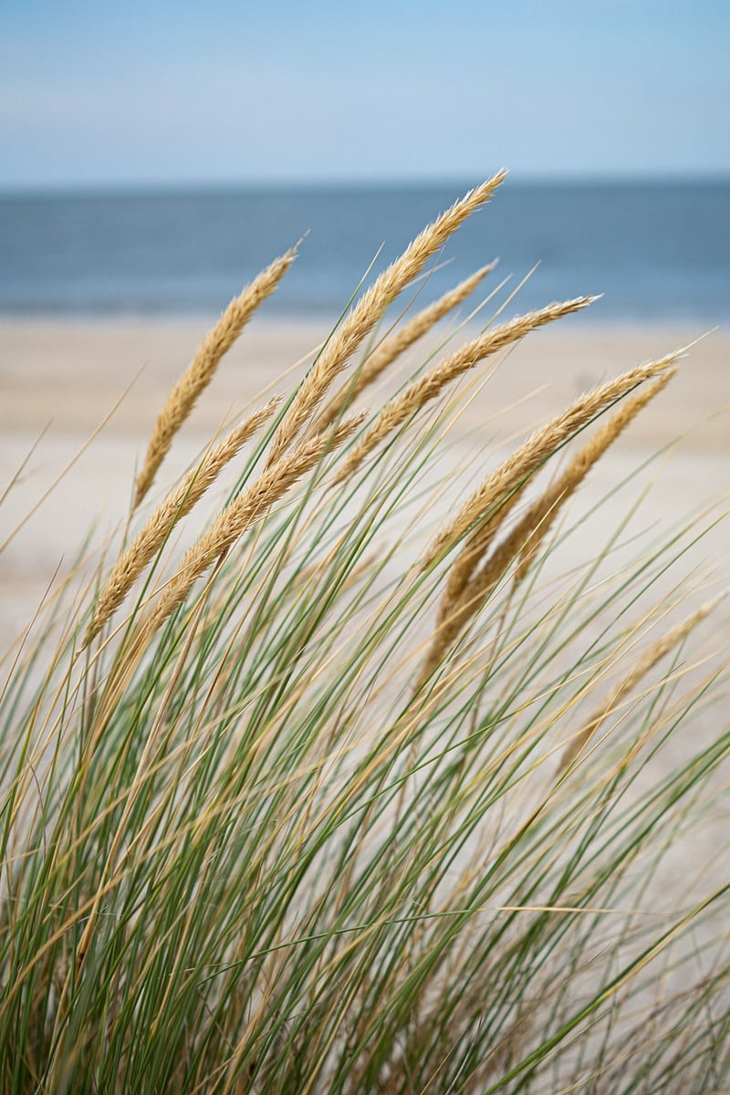 Beachfront Elegance